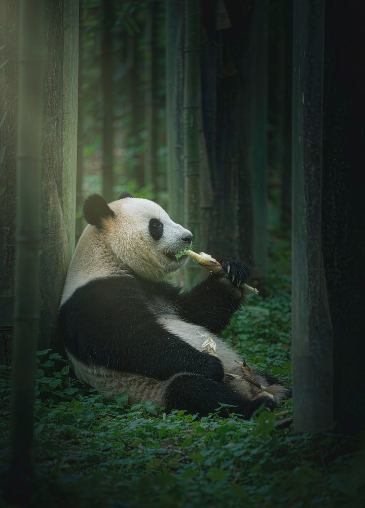 Chengdu